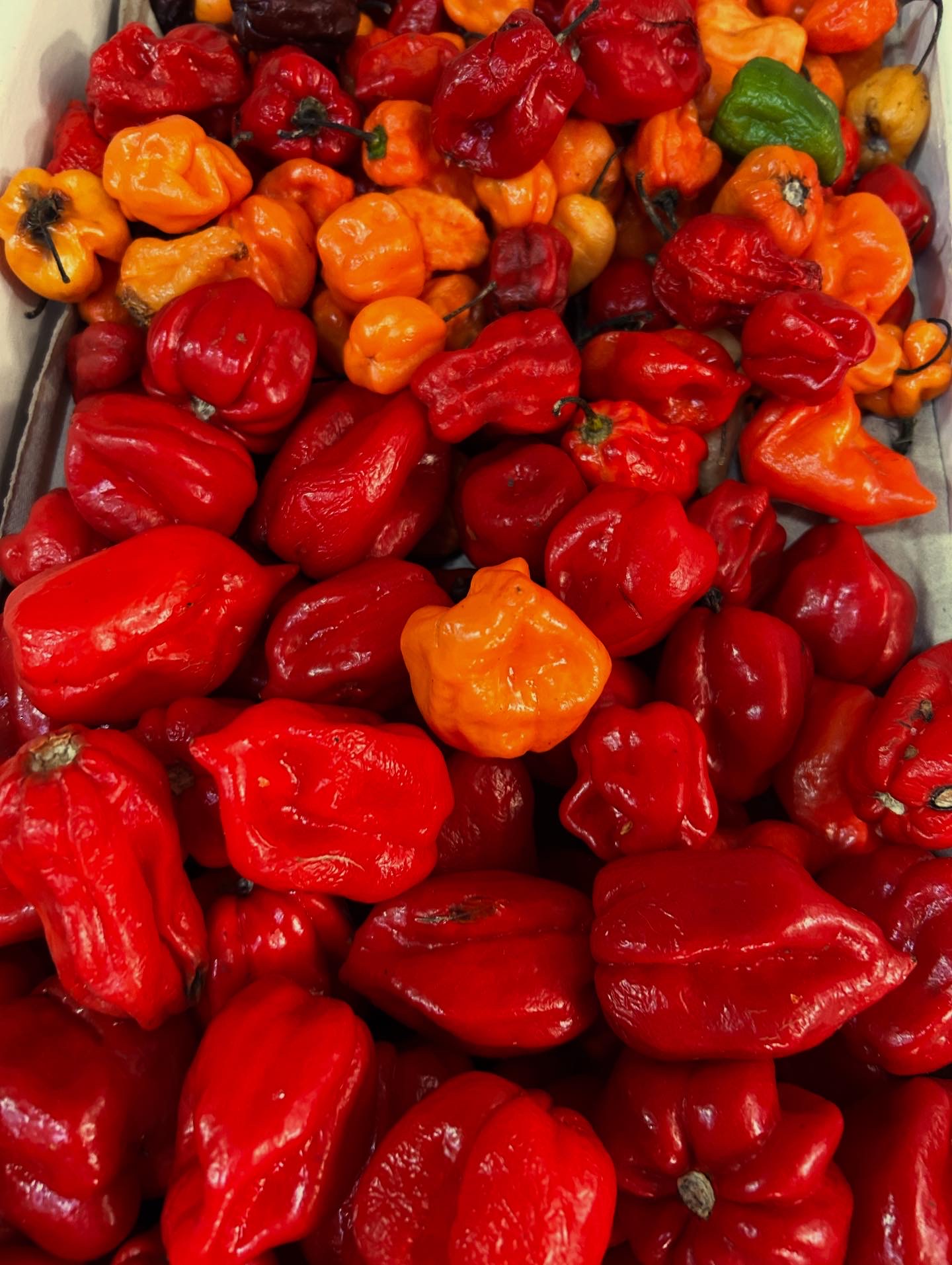 Salsa Bestial en Instagram